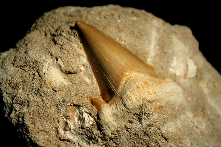 The Incredible Story of Fossilized Shark Teeth. From Organic Matter to Mineralized Treasures