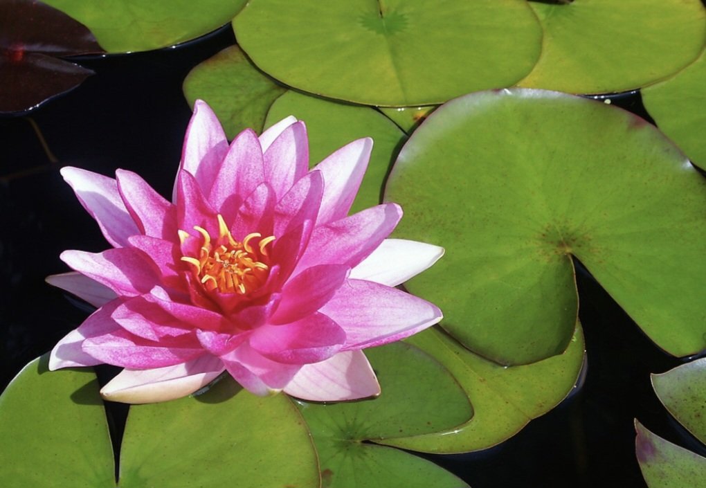 The Water Lily in Myth and Legend