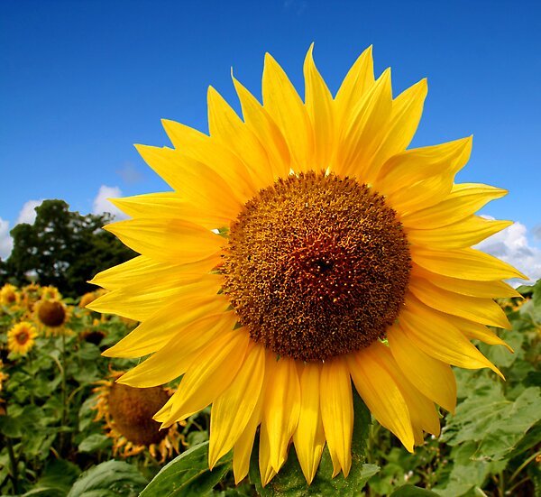Sunflowers bring sunshine